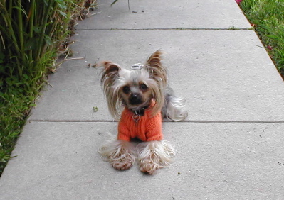Lucy Orange Sweater.jpg